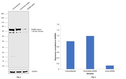 Invitrogen NUMB Polyclonal Antibody 100 &mu;L; Unconjugated:Antibodies,