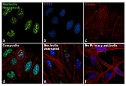 Invitrogen Nucleolin Polyclonal Antibody 100 &mu;L | Buy Online | Invitrogen&trade; | Fisher Scientific