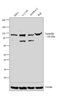 Invitrogen Nucleolin Polyclonal Antibody 100 &mu;L | Buy Online | Invitrogen&trade; | Fisher Scientific