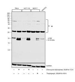 Invitrogen LC3B Polyclonal Antibody 100 &mu;L; Unconjugated:Antibodies,