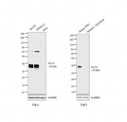 Invitrogen OCT4 Polyclonal Antibody 100 &mu;L; Unconjugated:Antibodies,