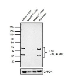 Invitrogen LOX Polyclonal Antibody 50 &mu;L; Unconjugated:Antibodies, Polyclonal