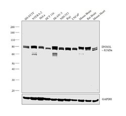 Invitrogen DNM1L Polyclonal Antibody 100 &mu;L; Unconjugated:Antibodies,