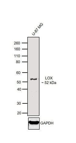 Invitrogen LOX Polyclonal Antibody 100 &mu;L; Unconjugated:Antibodies,