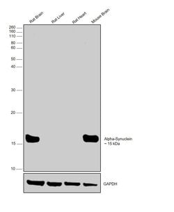 Invitrogen alpha Synuclein Polyclonal Antibody 100 &mu;L; Unconjugated:Antibodies,