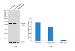 Invitrogen PRDX6 Polyclonal Antibody 100 &mu;L | Buy Online | Invitrogen&trade; | Fisher Scientific