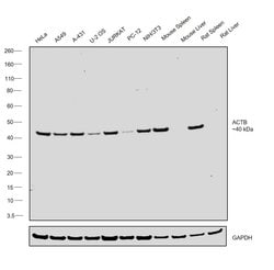 Invitrogen beta Actin Polyclonal Antibody 100 &mu;g; Unconjugated:Antibodies,