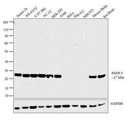 Invitrogen PGP9.5 Polyclonal Antibody 50 &mu;L; Unconjugated:Antibodies,