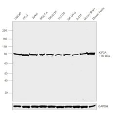 Invitrogen KIF3A Polyclonal Antibody 50 &mu;L; Unconjugated:Antibodies,