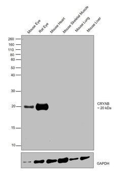 Invitrogen CRYAB Polyclonal Antibody 100 &mu;L; Unconjugated:Antibodies,