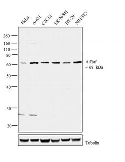 Invitrogen A-Raf Polyclonal Antibody 250 &mu;g; Unconjugated:Antibodies,