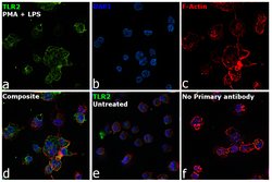Invitrogen TLR2 Polyclonal Antibody 100 &mu;g | Buy Online | Invitrogen&trade; | Fisher Scientific