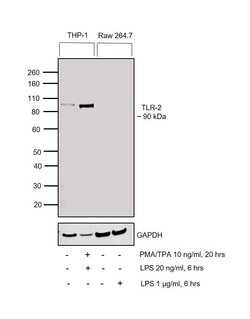 Invitrogen TLR2 Polyclonal Antibody 100 &mu;g | Buy Online | Invitrogen&trade; | Fisher Scientific