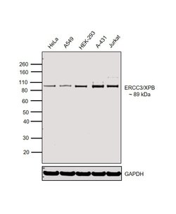 Invitrogen XPB Polyclonal Antibody 50 &mu;g; Unconjugated:Antibodies, Polyclonal