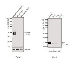 Invitrogen NGF Polyclonal Antibody 100 &mu;L; Unconjugated:Antibodies,