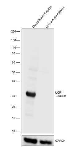 Invitrogen UCP1 Polyclonal Antibody 100 &mu;L; Unconjugated:Antibodies,