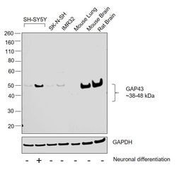 Invitrogen GAP43 Polyclonal Antibody 50 &mu;L; Unconjugated:Antibodies,