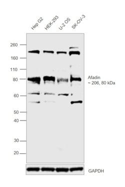 Invitrogen l-Afadin Polyclonal Antibody 100 &mu;L | Buy Online | Invitrogen&trade; | Fisher Scientific