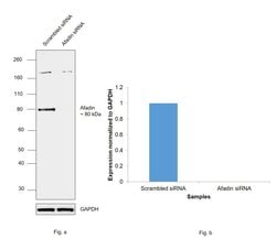 Invitrogen l-Afadin Polyclonal Antibody 100 &mu;L | Buy Online | Invitrogen&trade; | Fisher Scientific