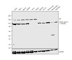 Catenin alpha-1 Polyclonal Antibody, Invitrogen 100 &mu;L; Unconjugated:Antibodies,