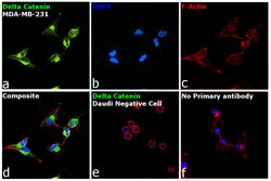 Invitrogen delta Catenin Polyclonal Antibody 50 &mu;L; Unconjugated:Antibodies,