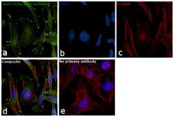 Invitrogen Zyxin Polyclonal Antibody 100 &mu;L | Buy Online | Invitrogen&trade; | Fisher Scientific