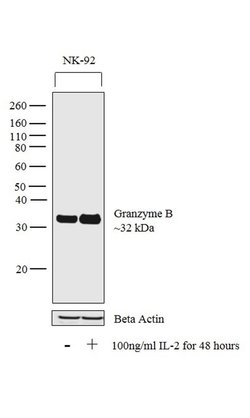 Invitrogen Granzyme B Polyclonal Antibody 500 &mu;L | Buy Online | Invitrogen&trade; | Fisher Scientific
