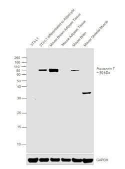 Invitrogen Aquaporin 7 Polyclonal Antibody 25 &mu;L; Unconjugated:Antibodies,