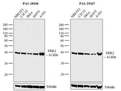 ERK2, Polyclonal, Invitrogen 7mL; Unconjugated:Antibodies, Polyclonal