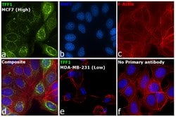 Invitrogen TFF1 Polyclonal Antibody 250 &mu;L; Unconjugated:Antibodies,