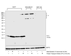 Invitrogen TFF1 Polyclonal Antibody 250 &mu;L; Unconjugated:Antibodies,