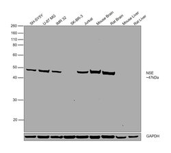 Invitrogen NSE Polyclonal Antibody 6 mL; Unconjugated:Antibodies, Polyclonal