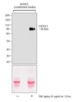 Invitrogen CX3CL1 Polyclonal Antibody 100 &mu;g | Buy Online | Invitrogen&trade; | Fisher Scientific