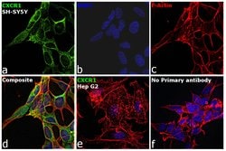Invitrogen CXCR1 Polyclonal Antibody 100 &mu;g; Unconjugated:Antibodies,
