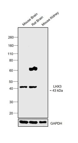 LHX3 Polyclonal Antibody, Invitrogen 50 &mu;g; Unconjugated:Antibodies,