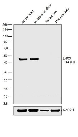 LHX3 Polyclonal Antibody, Invitrogen 50 &mu;g; Unconjugated:Antibodies,