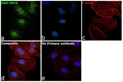 Invitrogen Phospho-DNA-PK (Thr2609) Polyclonal Antibody 50 &mu;g; Unconjugated:Antibodies,