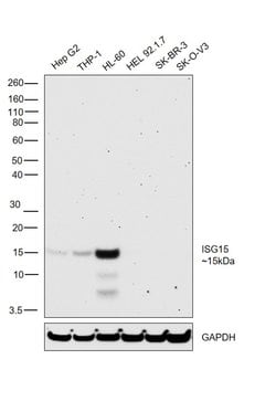 Invitrogen Lysozyme Polyclonal Antibody 500 &mu;L; Unconjugated:Antibodies,