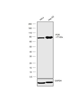Invitrogen Cytochrome P450 Reductase Polyclonal Antibody 50 &mu;L; Unconjugated:Antibodies,