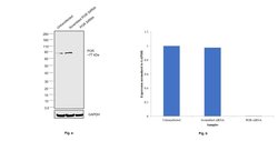 Invitrogen Cytochrome P450 Reductase Polyclonal Antibody 50 &mu;L; Unconjugated:Antibodies,
