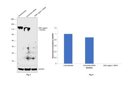 Invitrogen DNA Ligase I Polyclonal Antibody 200 &mu;L; Unconjugated:Antibodies,