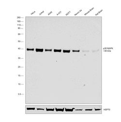 Invitrogen p38 MAPK Polyclonal Antibody 1 mL; Unconjugated:Antibodies,