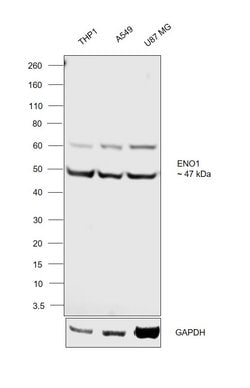 ENO1 Polyclonal Antibody, Invitrogen 1 mL; Unconjugated:Antibodies, Polyclonal