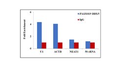Invitrogen DDX5 Polyclonal Antibody 100 &mu;g; Unconjugated:Anticuerpos