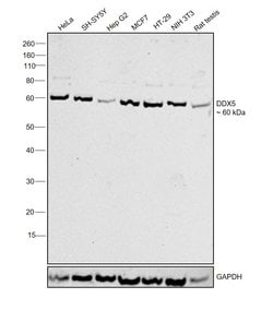 Invitrogen DDX5 Polyclonal Antibody 100 &mu;g; Unconjugated:Anticuerpos