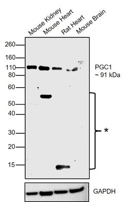 Invitrogen NPR1 Polyclonal Antibody 100 &mu;g; Unconjugated:Antibodies,