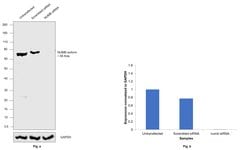 Invitrogen NUMB Polyclonal Antibody 50 &mu;g | Buy Online | Invitrogen&trade; | Fisher Scientific