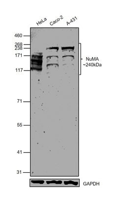 Invitrogen NuMA Polyclonal Antibody 100 &mu;L; Unconjugated:Antibodies,