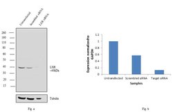 Invitrogen LXR alpha/beta Polyclonal Antibody 200 &mu;g; Unconjugated:Antibodies,