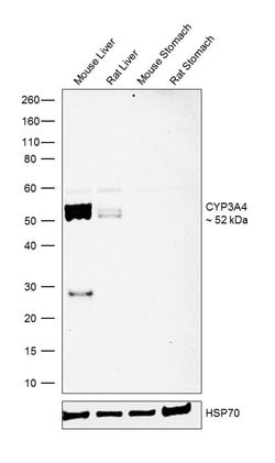 Invitrogen CYP3A4 Polyclonal Antibody 100 &mu;L; Unconjugated:Antibodies,